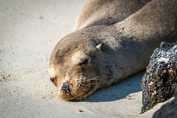 istock Galapagos sea lion sleeping on white beach 518659406