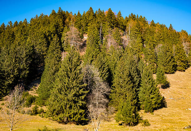 istock trees on the hillside  with blue sky background 518659778