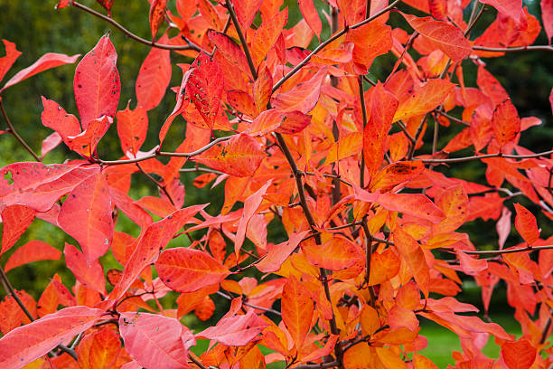 istock flaming red orange leaves 518659867