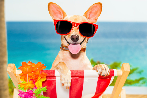 chihuahua dog at the beach having a a relaxing time on a hammock while sun tanning