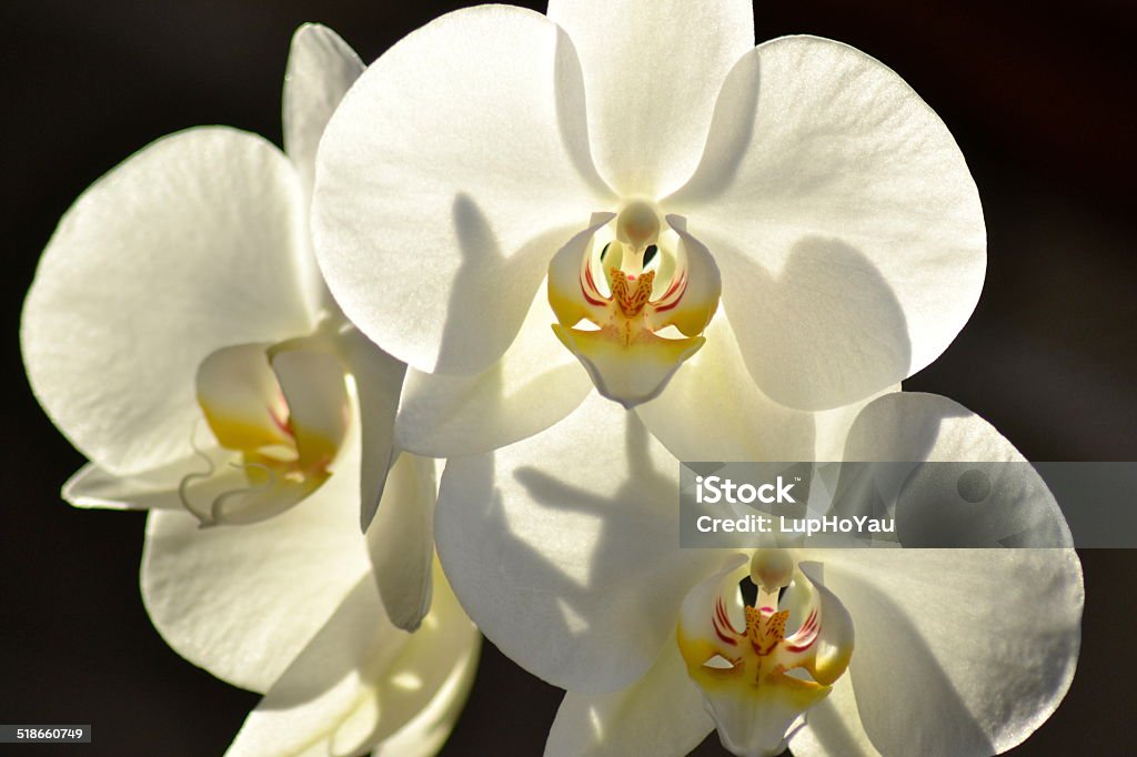 Backlit white orchids White orchid bloom (Phalaenopsis) back lit with afternoon spring sunlight. Flower Stock Photo