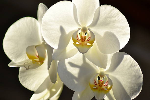 Backlit white orchids stock photo