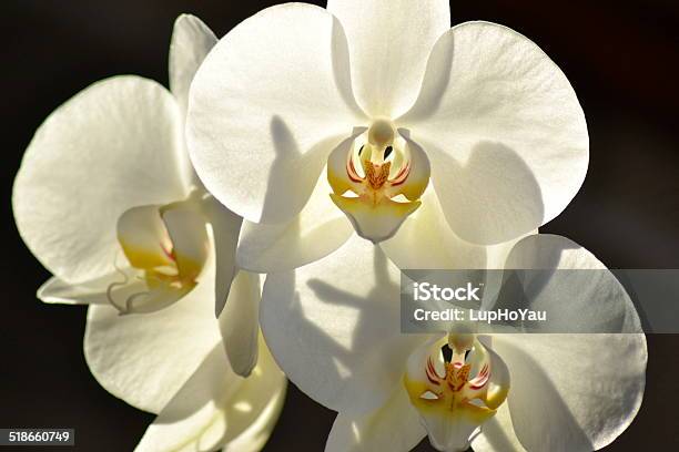 Backlit White Orchids Stock Photo - Download Image Now - Flower, Flower Head, Horizontal