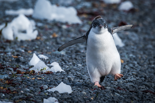Stately standing on a rock at Neko Harbor landing site for expeditions on the Antarctic Peninsula, this penguin looks like he is proud to welcome visitors. Distinguishing facial markings and orange beak mark this as a Gentoo.