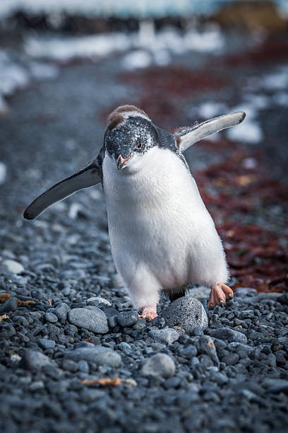 istock Funny adelie penguin chick running on shingle 518661112