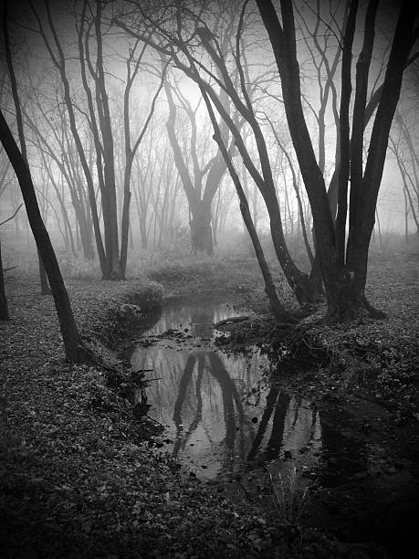 istock Forrest Fog and Stream 518661139