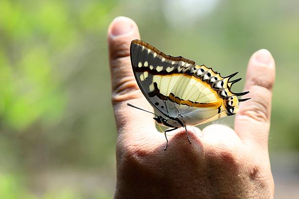 istock Butterfly of Thailand on figer 518661392