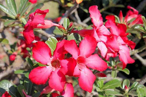 istock Adenium obesum Balf. 518661470