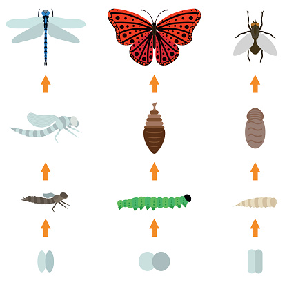 Fly, dragonfly, butterfly emerging from chrysalis four stages amazing moment about bugs change insect birth life vector. Insect birth transmogrify life and insect life creature metamorphose spring.