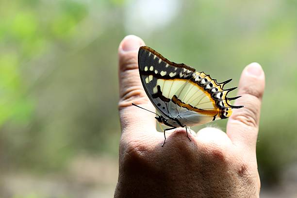 istock Butterfly of Thailand on figer 518662118