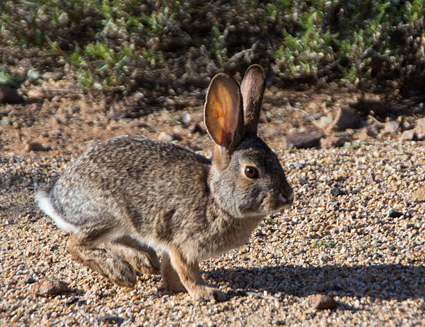 istock Hopping Desert Cottaintail Rabbit 518662240