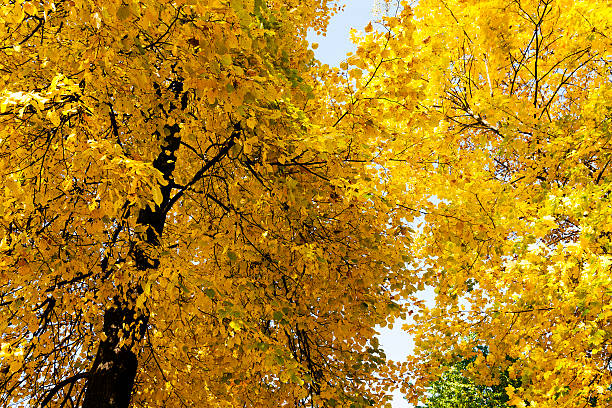 istock yellow foliage ,  Close-up. 518663180