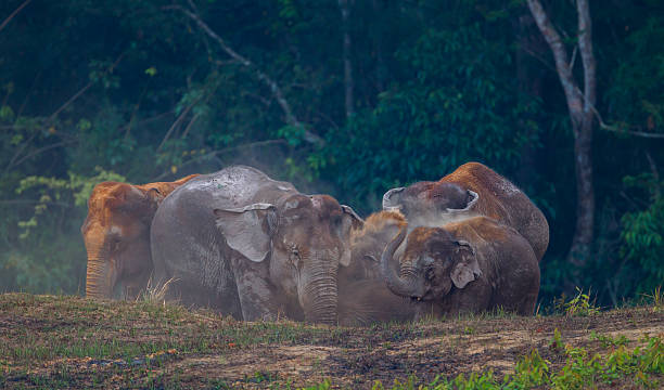 istock Group of Wild elephants (Elephas maximus) 518663206