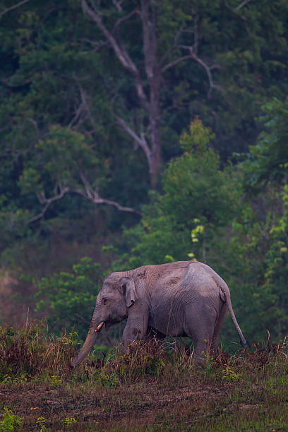 istock Portrait of Wild elephants 518663280