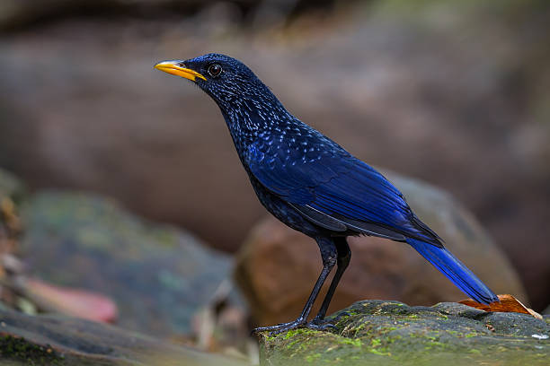 istock Left side portrait of Whistling thrush 518663456