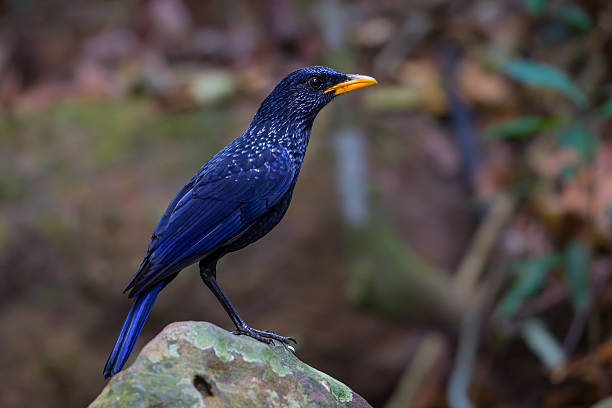 istock Right side portrait of Whistling thrush 518663492