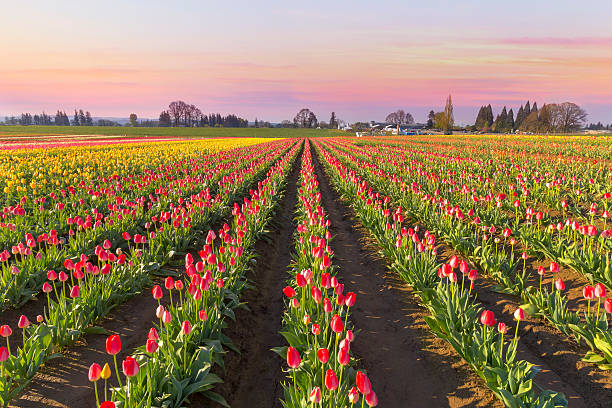istock Tulip Field in Bloom at Sunrise 518663734