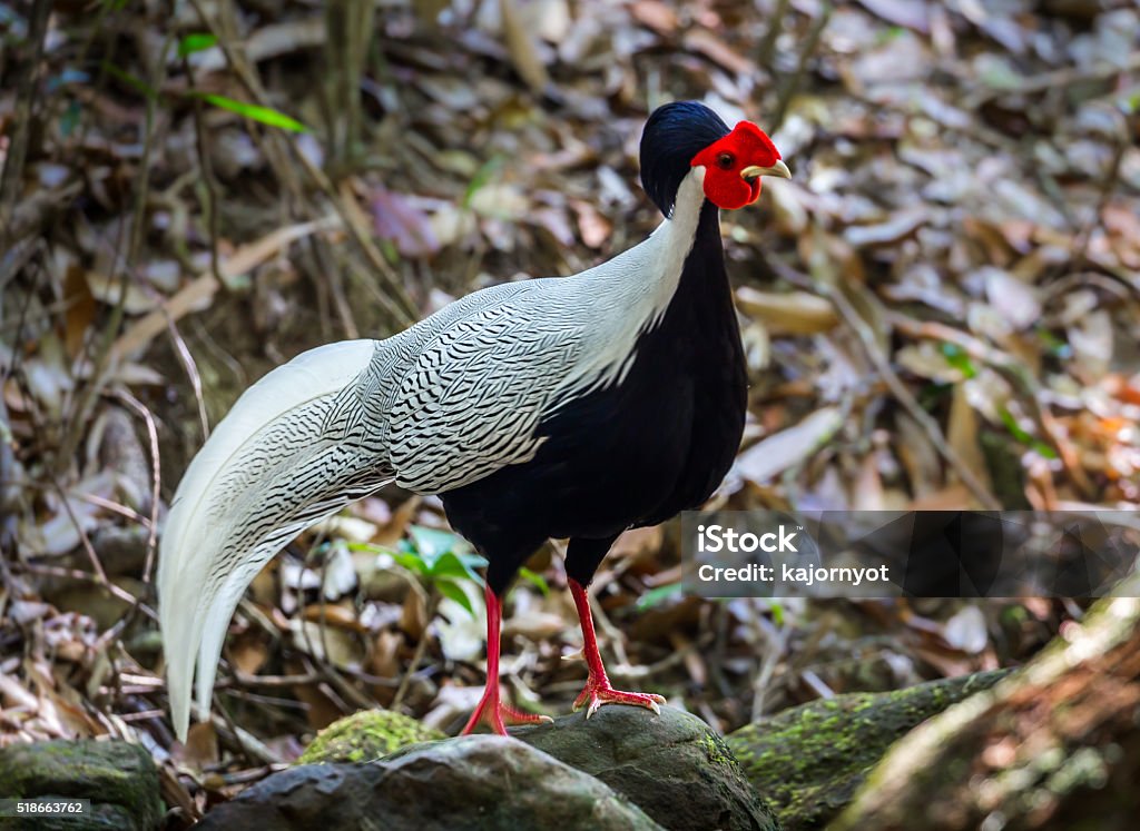 Portrait of Silver pheasant(Lophura nycthemera) Portrait of Silver pheasant(Lophura nycthemera)  act and stair at us on the rock in real nature at Khaoyai national park, Thailand Animal Stock Photo
