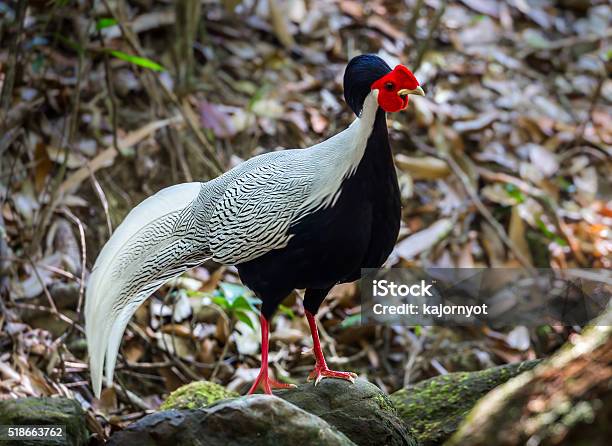 Portrait Of Silver Pheasant Stock Photo - Download Image Now - Animal, Animal Wildlife, Asian and Indian Ethnicities