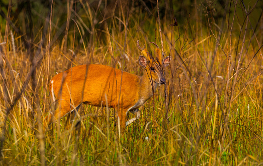 Barking deer (Muntiacinae ) in real nature at Kengkracharn national park, Thailand