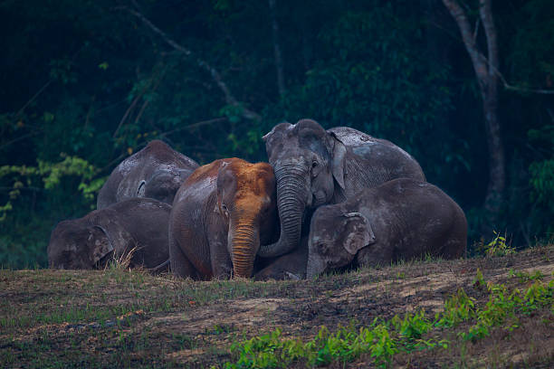 Big group of Wild elephants (Elephas maximus) Big group of Wild elephants (Elephas maximus) playing each other in real nature in the evening at Khaoyai national park, Thailand elephant legs stock pictures, royalty-free photos & images