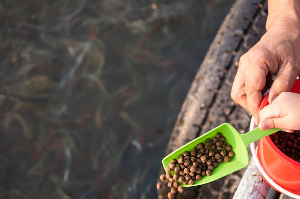 Lots of fish in Lake Mead