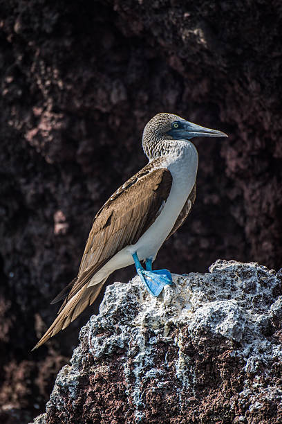 istock Blue-footed booby perched on rock with guano 518674324