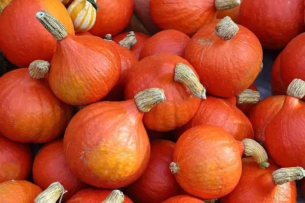 Autumn market. Pumpkins