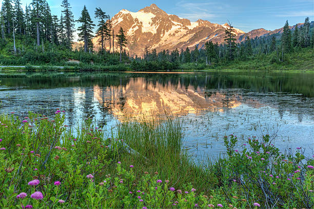 lac picture lake fleurs sauvages et le mont shuksan - lac picture lake photos et images de collection