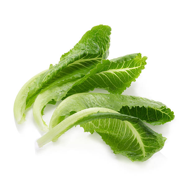 istock Cos Lettuce Isolated on White Background 518676638