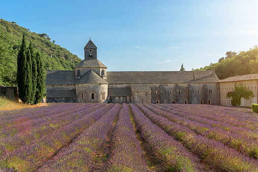 Beautiful Purple Lavender Field in front of the old Sénanque Abbey - Abbeye de Senanque - Notre-Dame de Sénanque - built in the year 1178 under blue summer sky near the village of Gordes, Vaucluse, Provence, France. The monks who live at Senanque grow lavender and tend honey bees for their livelihood.