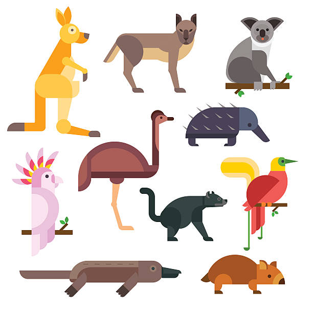 Australia wild animals cartoon vector collection Australia wild animals cartoon vector collection. Australia popular animals like crocodile, koala, kangaroo and koala. Australian animals nature flat style vector wombat stock illustrations