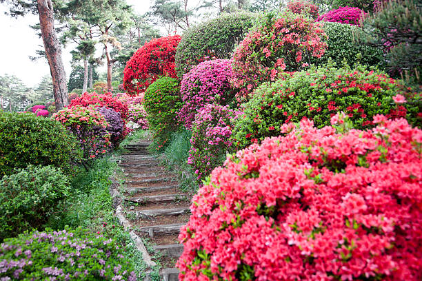 caminho através do jardim de azaleia - azalea magenta flower red - fotografias e filmes do acervo