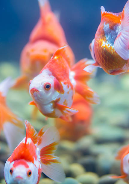 istock Goldfish in  aquarium 518678523