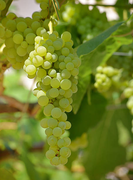 istock Bunch of grape in a vineyard 518679680