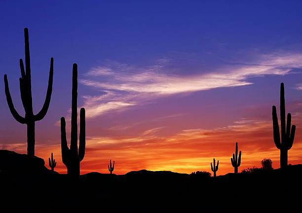 Southwest Desert Colorful Sunset in Wild West Desert of Arizona with Cactus saguaro cactus stock pictures, royalty-free photos & images
