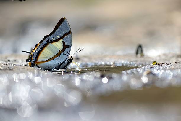 istock Butterfly of Thailand 518680342