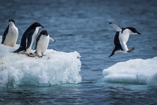 Pingüino de adelia salto entre dos témpanos de hielo photo