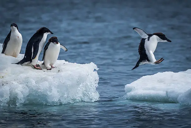 Photo of Adelie penguin jumping between two ice floes