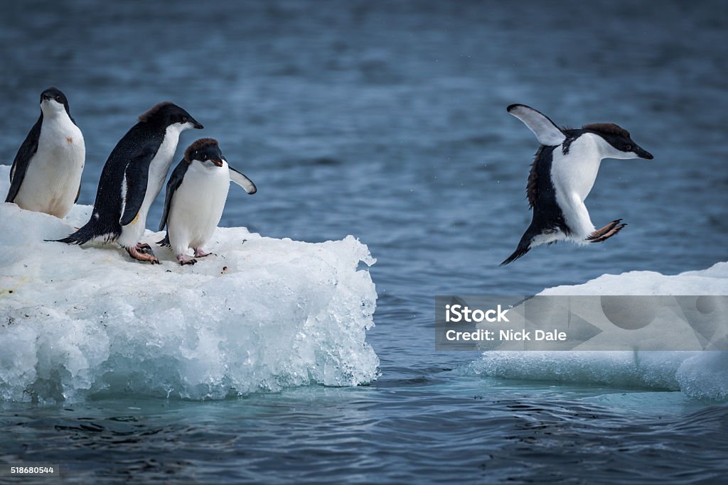 Pinguim-de-adélia saltar entre dois flocos de gelo flutuantes - Foto de stock de Pinguim royalty-free