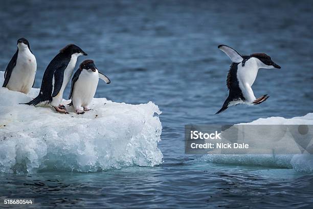 Foto de Pinguimdeadélia Saltar Entre Dois Flocos De Gelo Flutuantes e mais fotos de stock de Pinguim