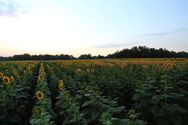 istock Sunflower in Thailand 518680590