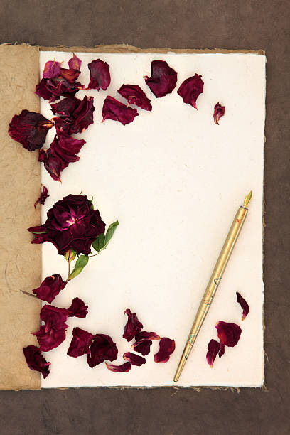 istock Ancient Rose Flower Beauty 518680625