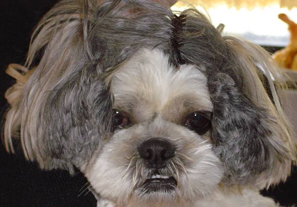 istock Dog in a Wig 518680640