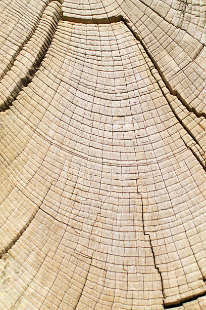 anual anéis em madeira - wood cracked single line striped - fotografias e filmes do acervo