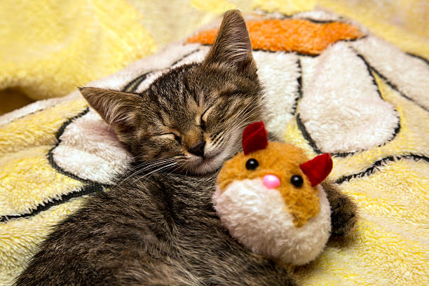 istock small cute kitten sleeps hugging plush toy 518681171
