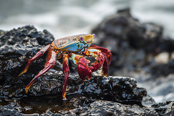 istock Sally Lightfoot crab on wet volcanic rocks 518681526