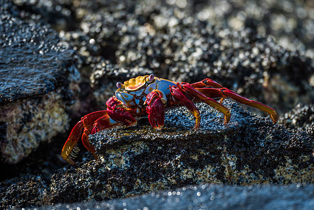 istock Sally Lightfoot crab on wet black rocks 518681636