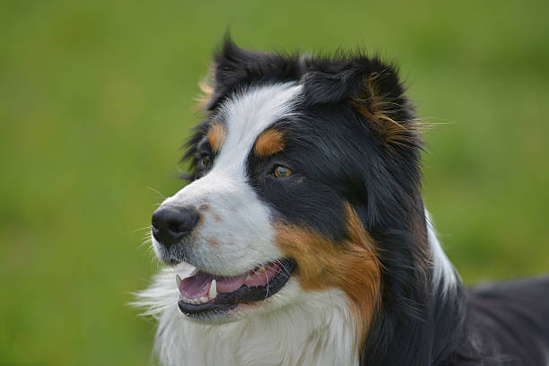 cão pastor australiano - kräftig - fotografias e filmes do acervo