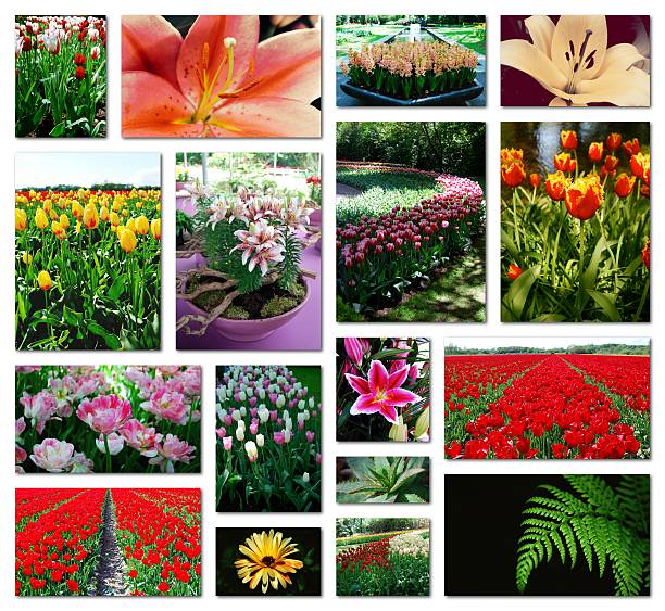 istock Collage of randomly sized flower photos on a white background. 518683664